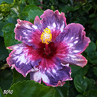 Taiwan Purple Galaxy x Taiwan Unicorn